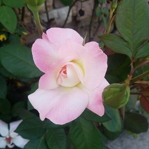 Meet your Posher, Renee